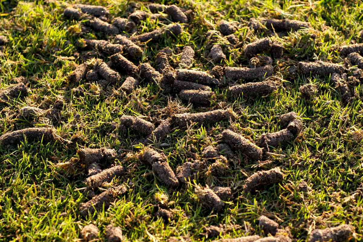 Aerated Lawn