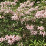 17 Alabama Native Plants