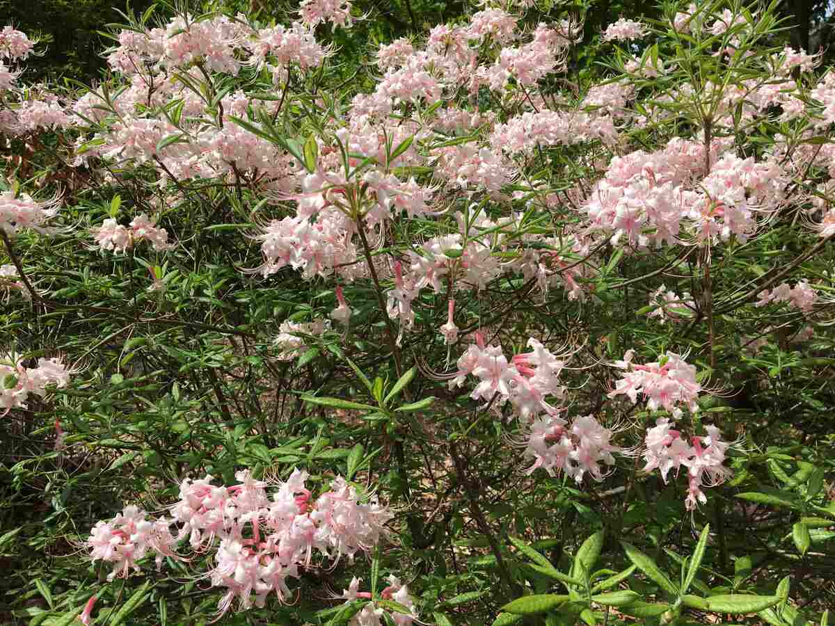 image of pink white flowers