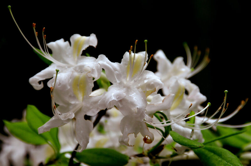 white colored snowy flowers