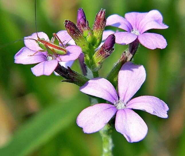 purple colored flowers