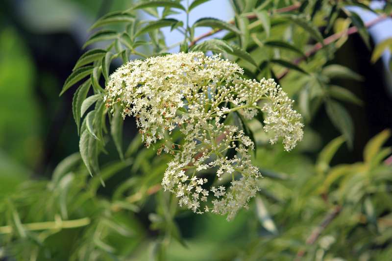 21 Native Plants for Wisconsin
