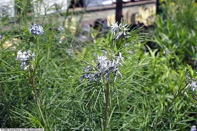 closeup image of Arkansas Bluestar
