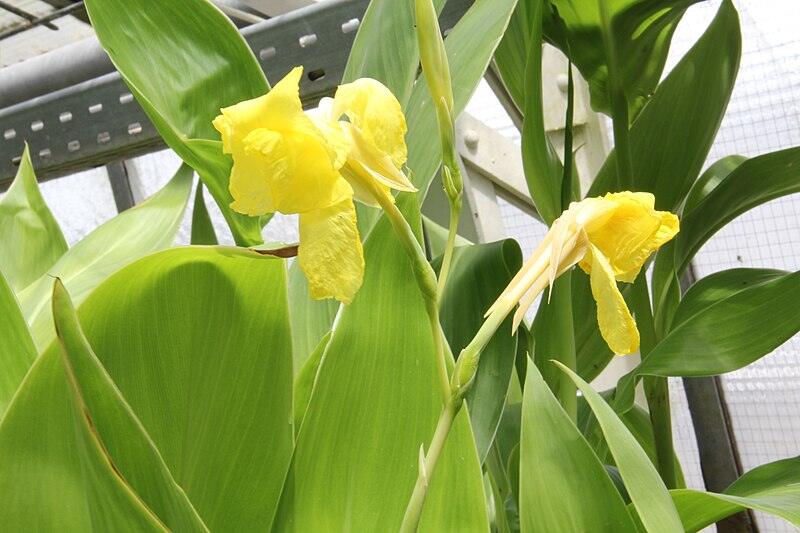 yellow colored flowers