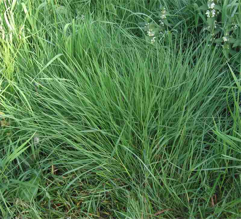 image of colonial bentgrass