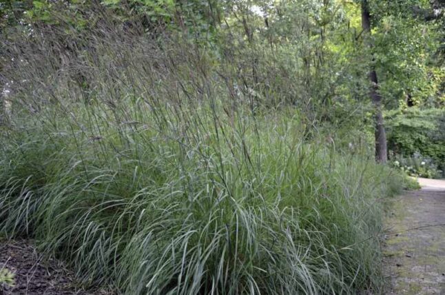 Big Bluestem bush