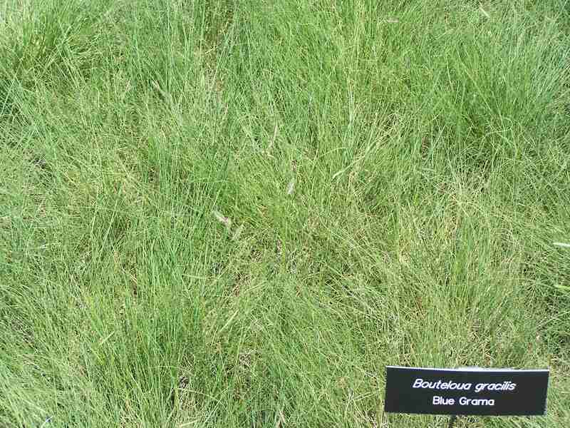 closeup image of Blue grama grass