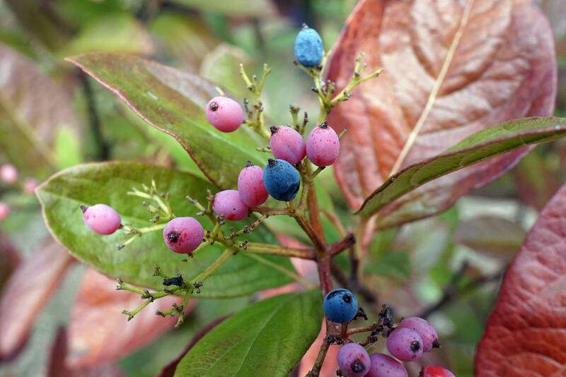 pink berries on a plant