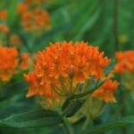 10 Best Ohio Native Plants