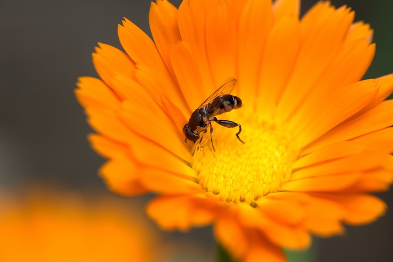 image of a fly sitting on a flower