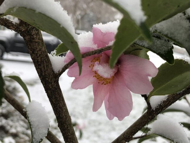 Camellia flowers coated in snow in late autumn along White Barn Lane in the Franklin Farm section of Oak Hill, Fairfax County, Virginia