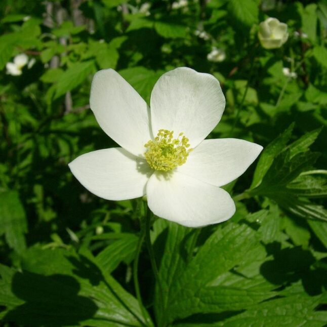 Canadian Anemone