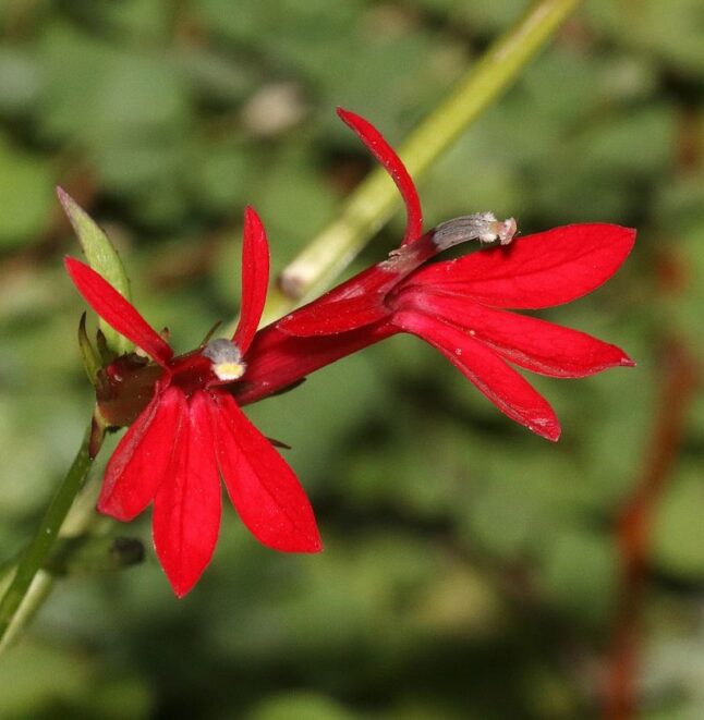 Cardinal Flower