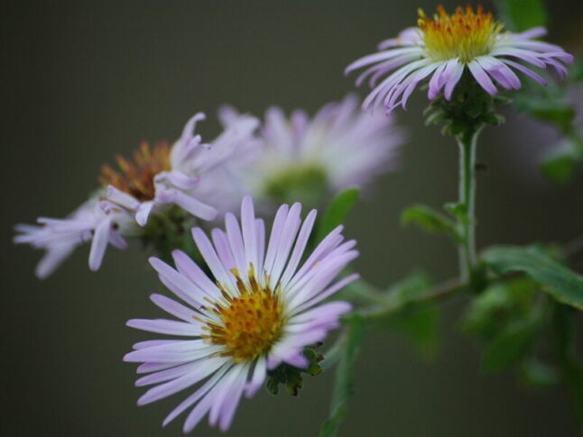 purple flowers