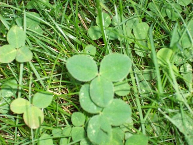 Clover in grass