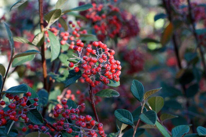 image of red clusterberries