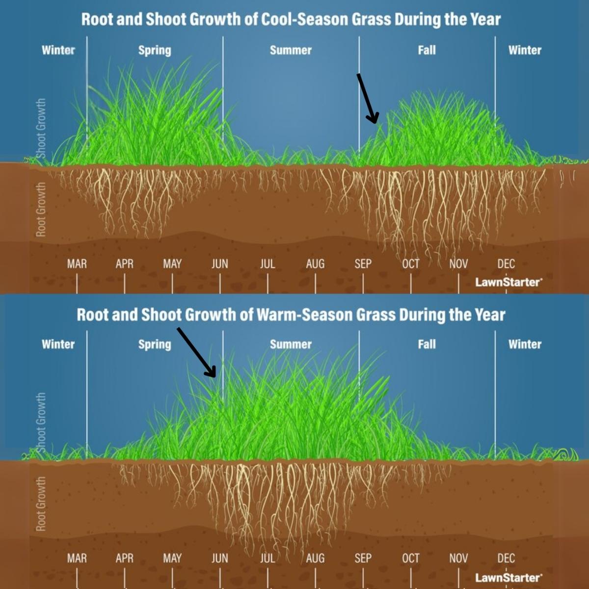 A side by side picture showing growth of cool and warm season grass round the year