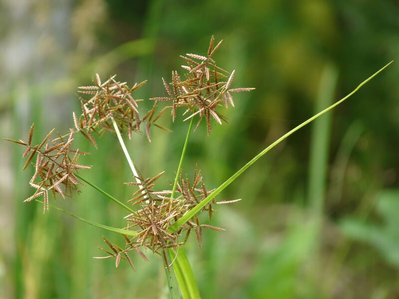 a close-up photo of nutgrass