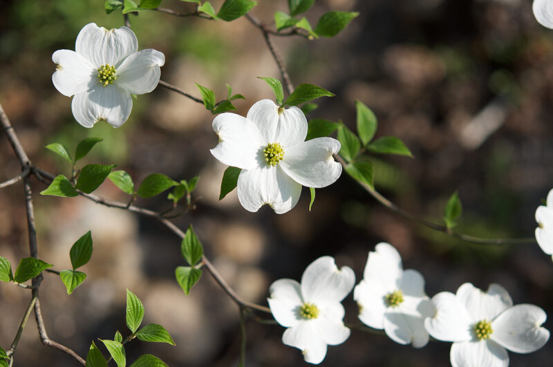 Dogwood in Clanton, Alabama