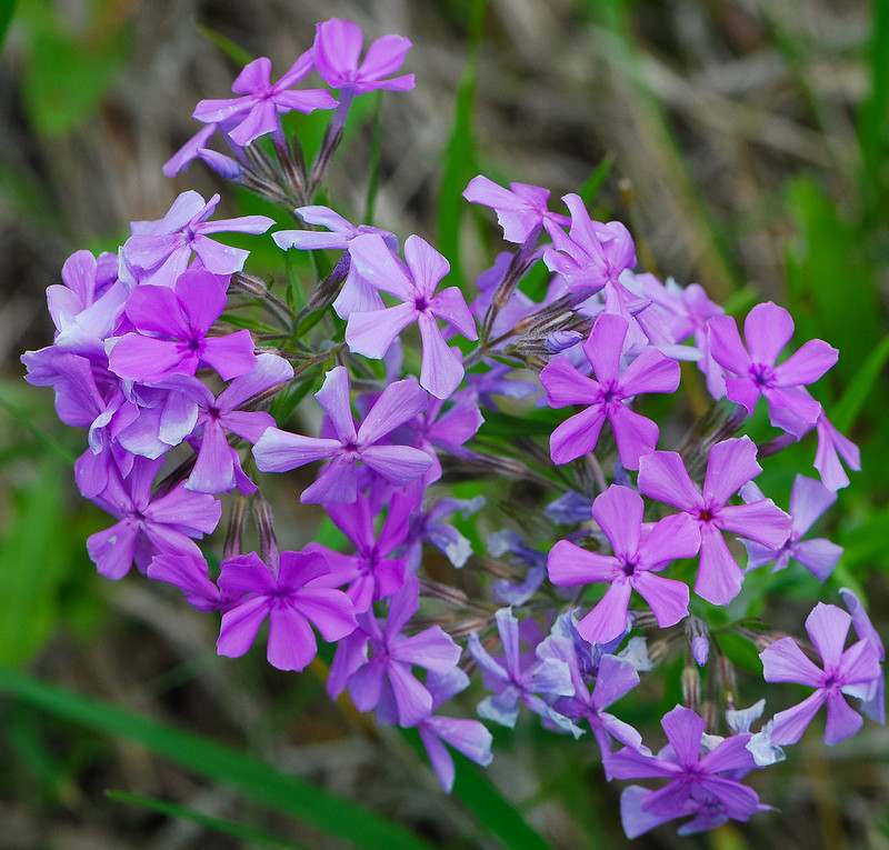 Downy Phlox