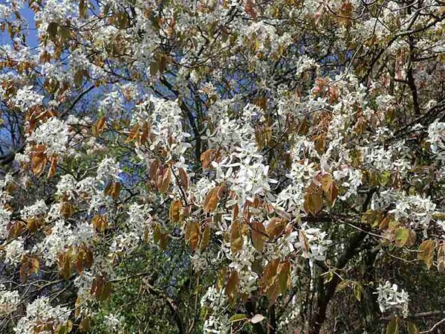 Downy Serviceberry