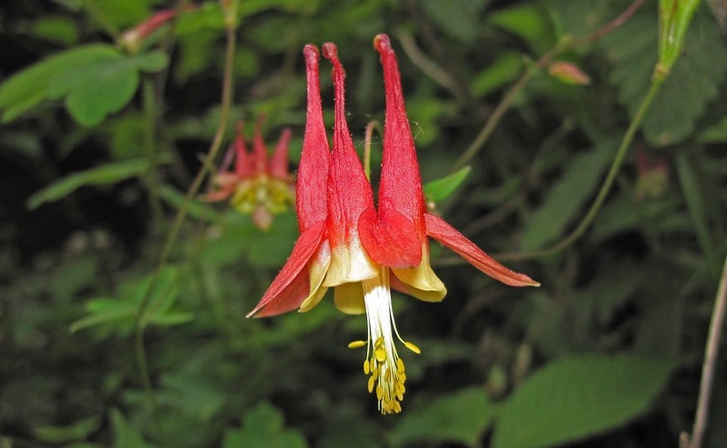 Eastern Red Columbine