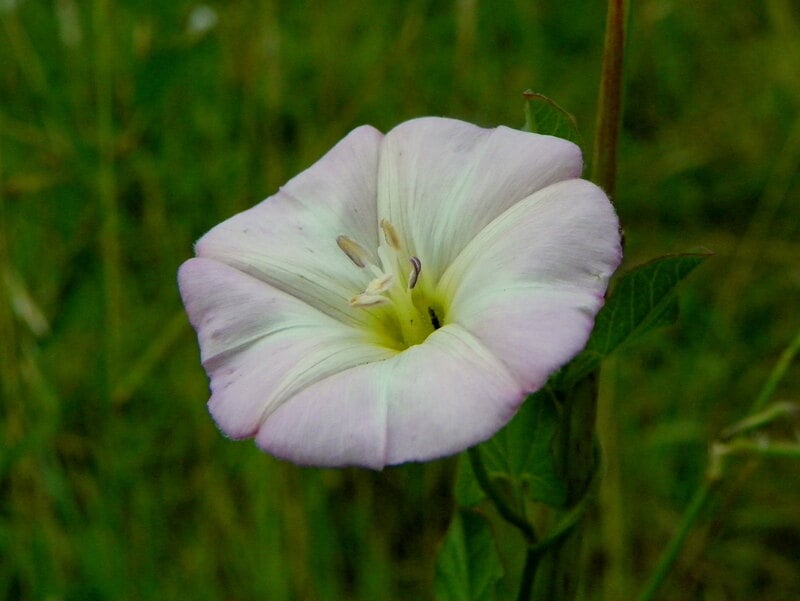 close up of bindweed flower