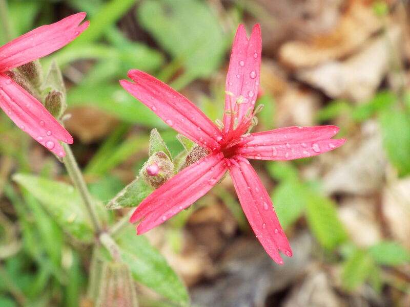 pink colored flowers