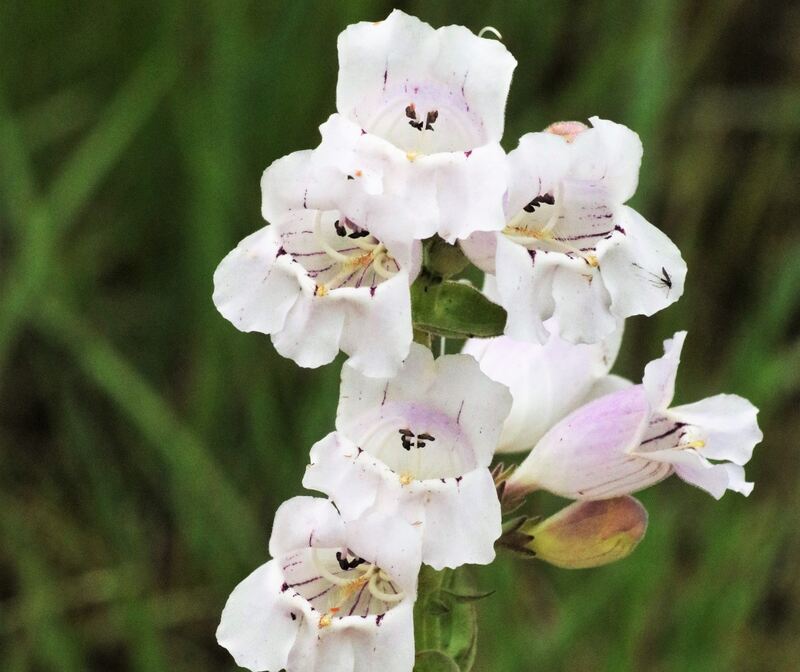 closeup image of foxglove beardtongue