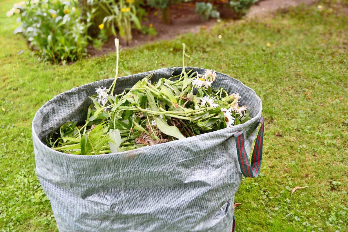 Weed bag on a lawn full of weeds