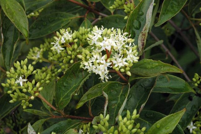 Gray Dogwood