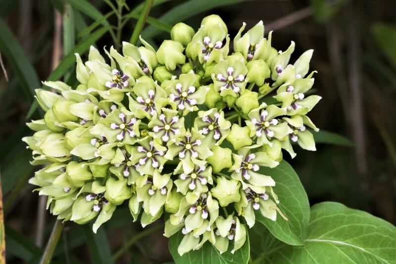 closeup image of Green Antelopehorn Milkweed