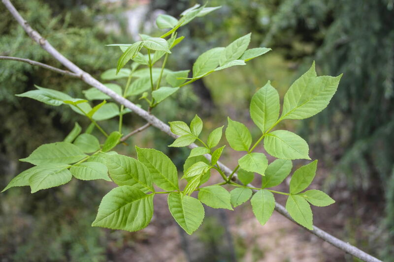 Green Ash (Fraxinus pennsylvanica) Leaves