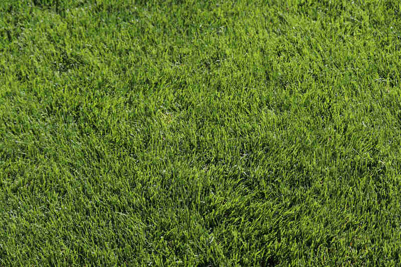 Closeup of Kentucky bluegrass