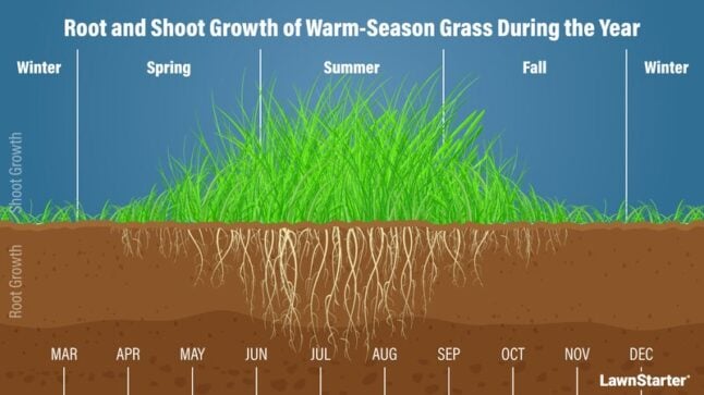 A picture showing growth of warm season grass round the year