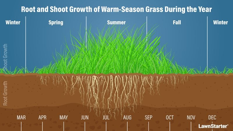 A picture showing growth of warm season grass round the year
