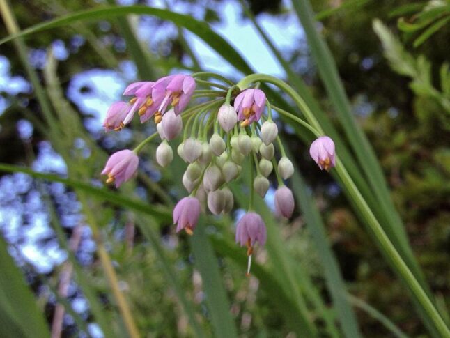 Lady’s Leek aka Nodding Onion