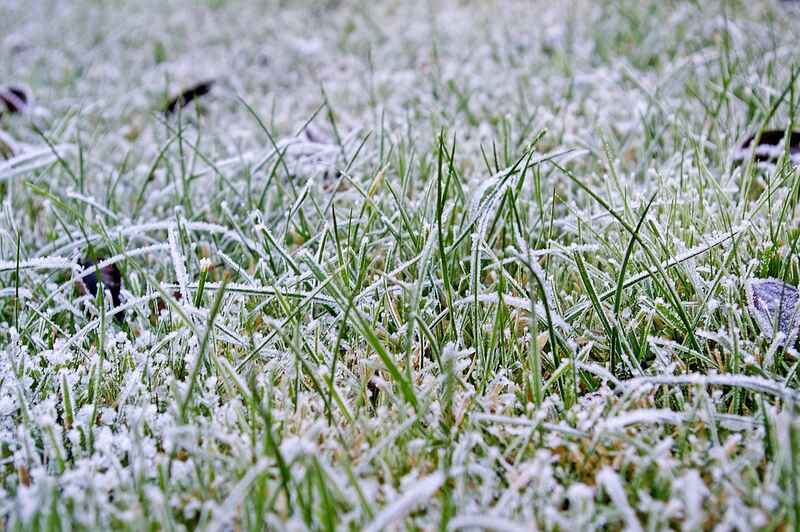 closeup image of a frost lawn