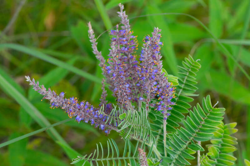 closeup image of leadplant
