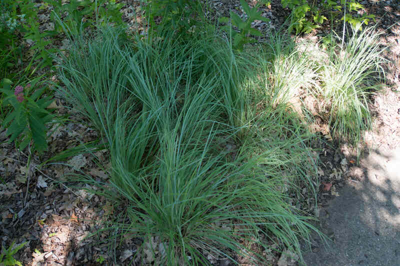 image of Little Bluestem Grass