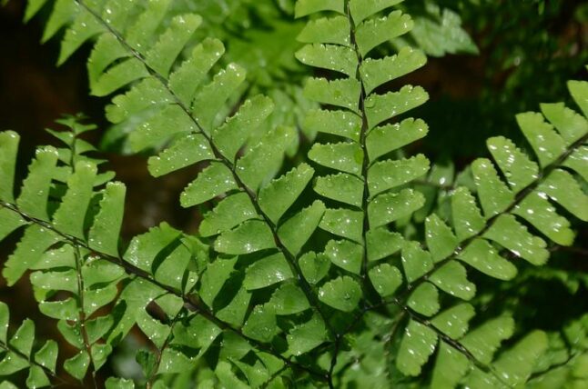 Maidenhair Fern