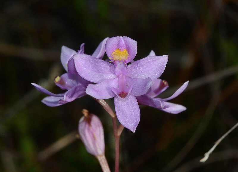 purple colored flowers