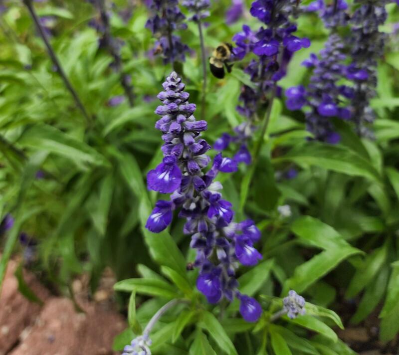 closeup image of Mealycup Sage