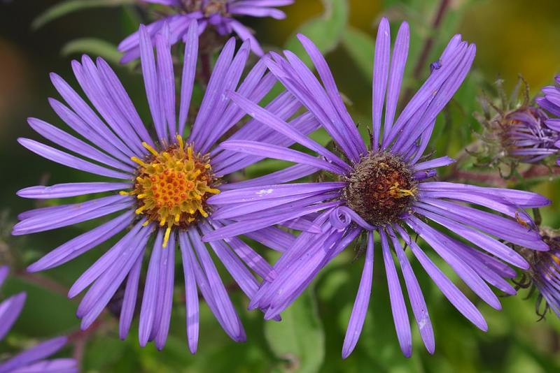 New England Aster