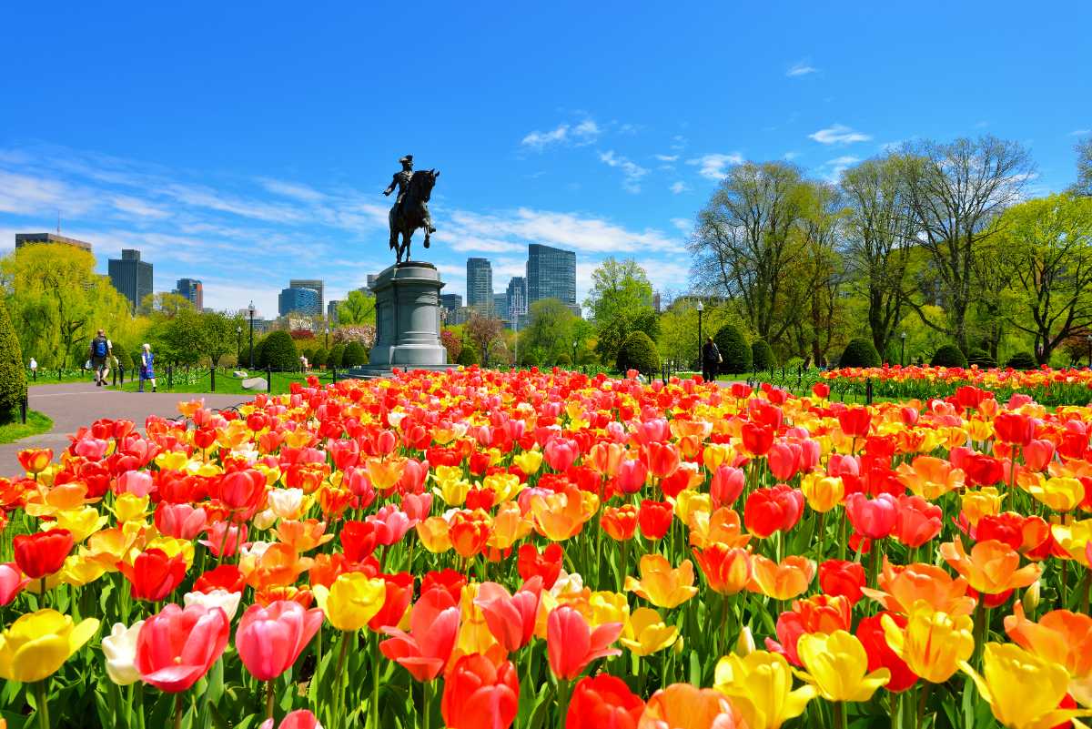 Colorful tulips bloom across Boston Public Garden with the George Washington statue and city skyline in view, celebrating spring in the northeastern United States.