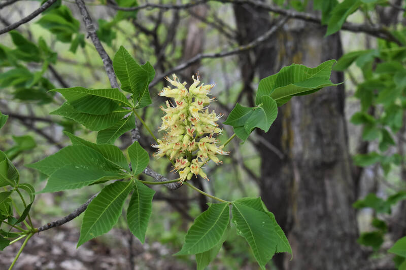 closeup image of ohio buckeye