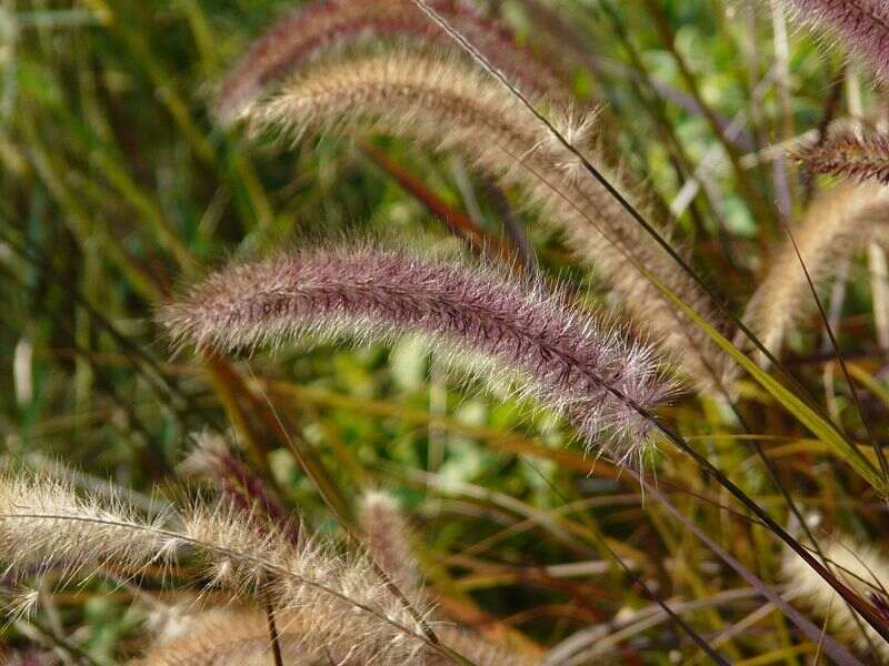 image of ornamental grasses