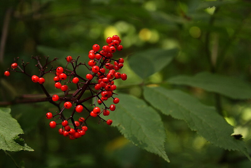 closeup image of red elderberry plant