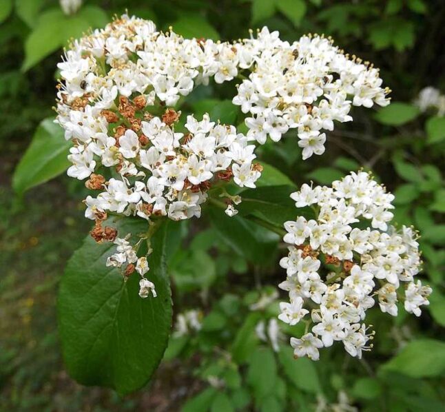 Rusty Blackhaw