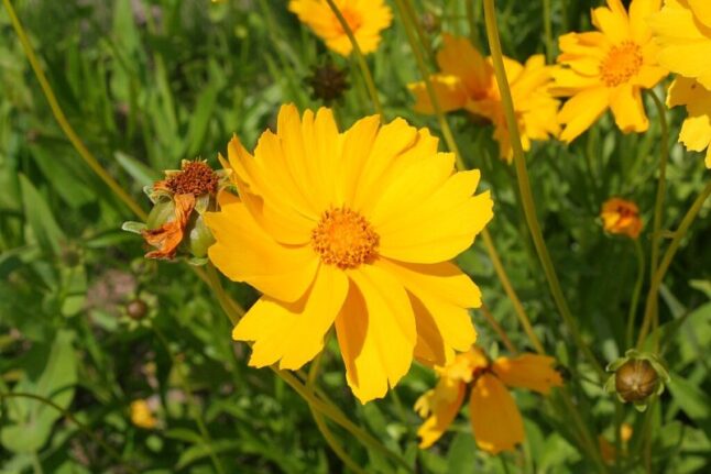 Sand Coreopsis